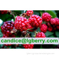 (Anthocyanin 5%-70%)-Anthocyanin professional factory/raspberry extract